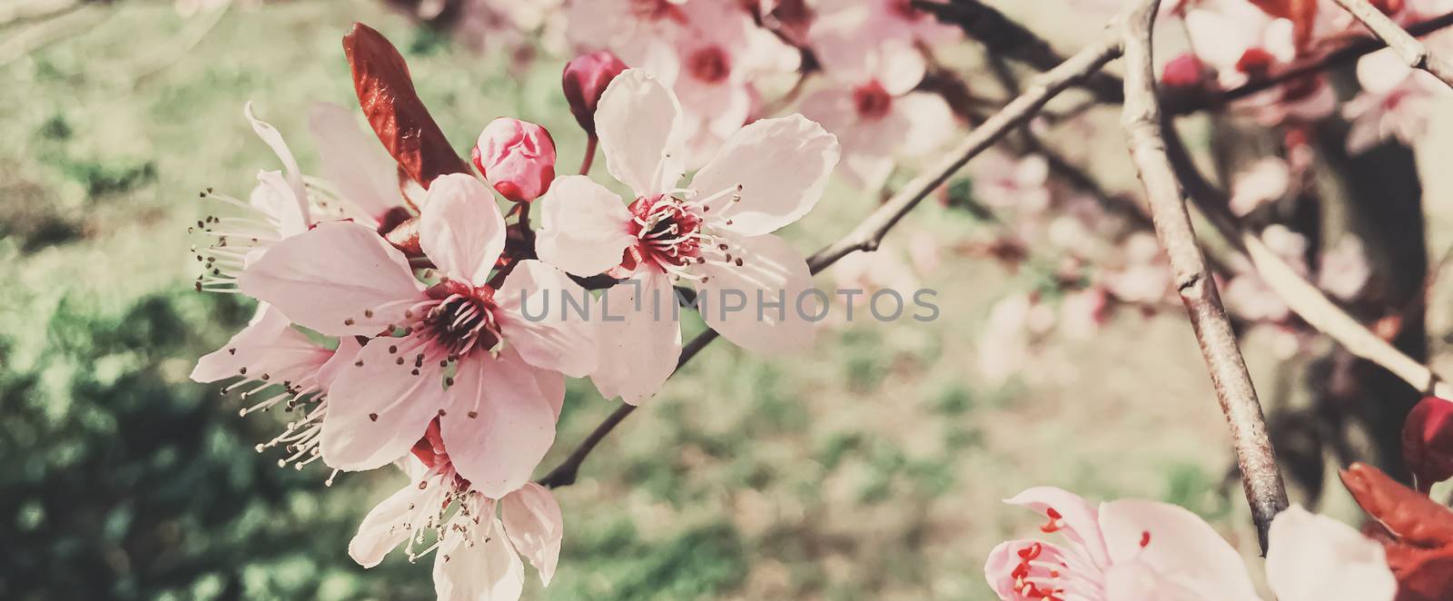 Vintage background of apple tree flowers bloom, floral blossom in sunny spring