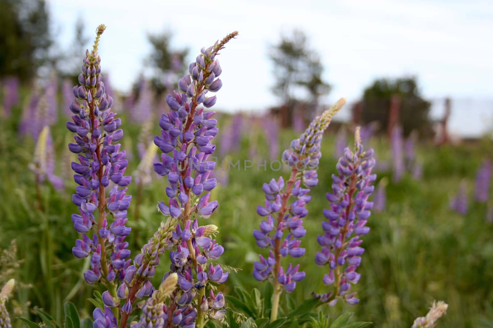 Blooming summer purple lupines on a background of green grass.