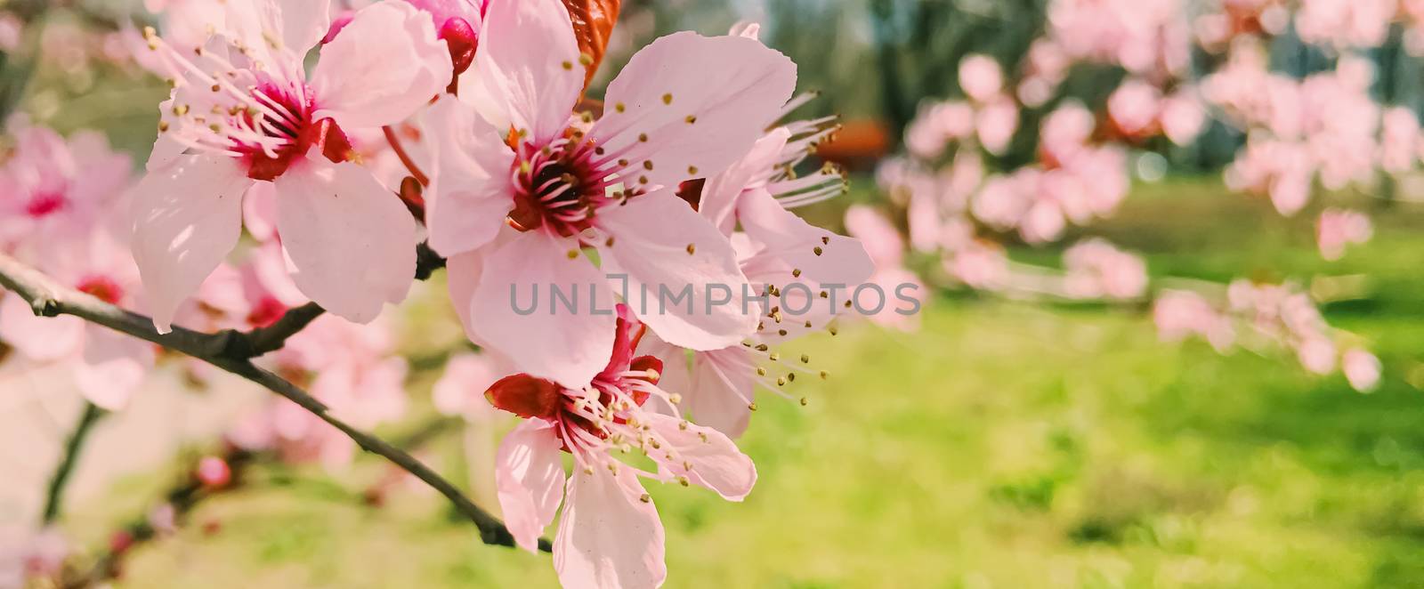 Apple tree flowers bloom, floral blossom in sunny spring