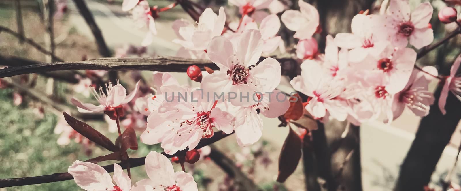 Vintage background of apple tree flowers bloom, floral blossom in sunny spring