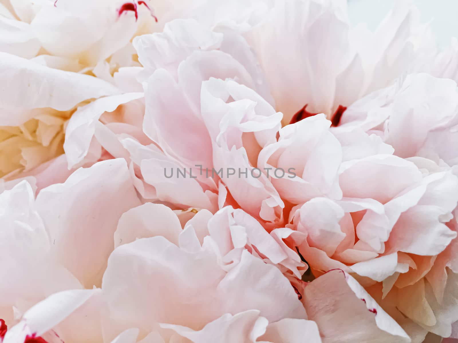 Bouquet of peony flowers on luxury marble background, wedding flatlay and event branding design