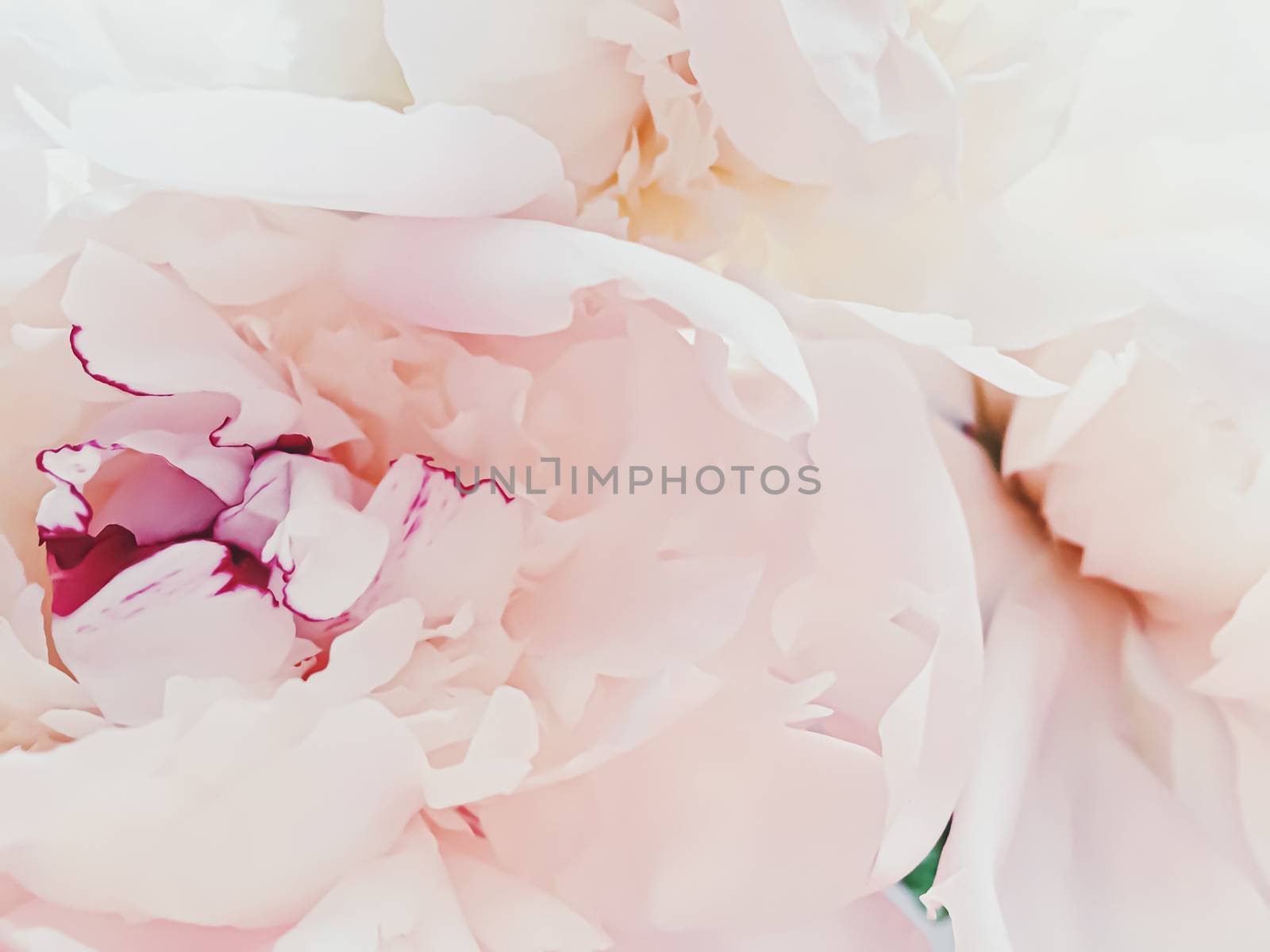 Pink peony flower as abstract floral background for holiday branding design