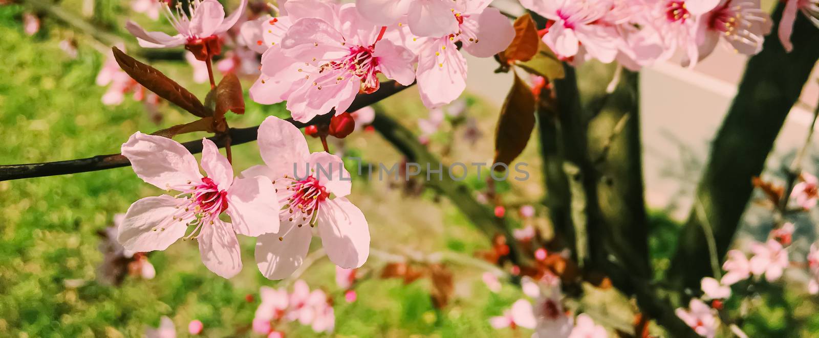 Apple tree flowers bloom, floral blossom in sunny spring