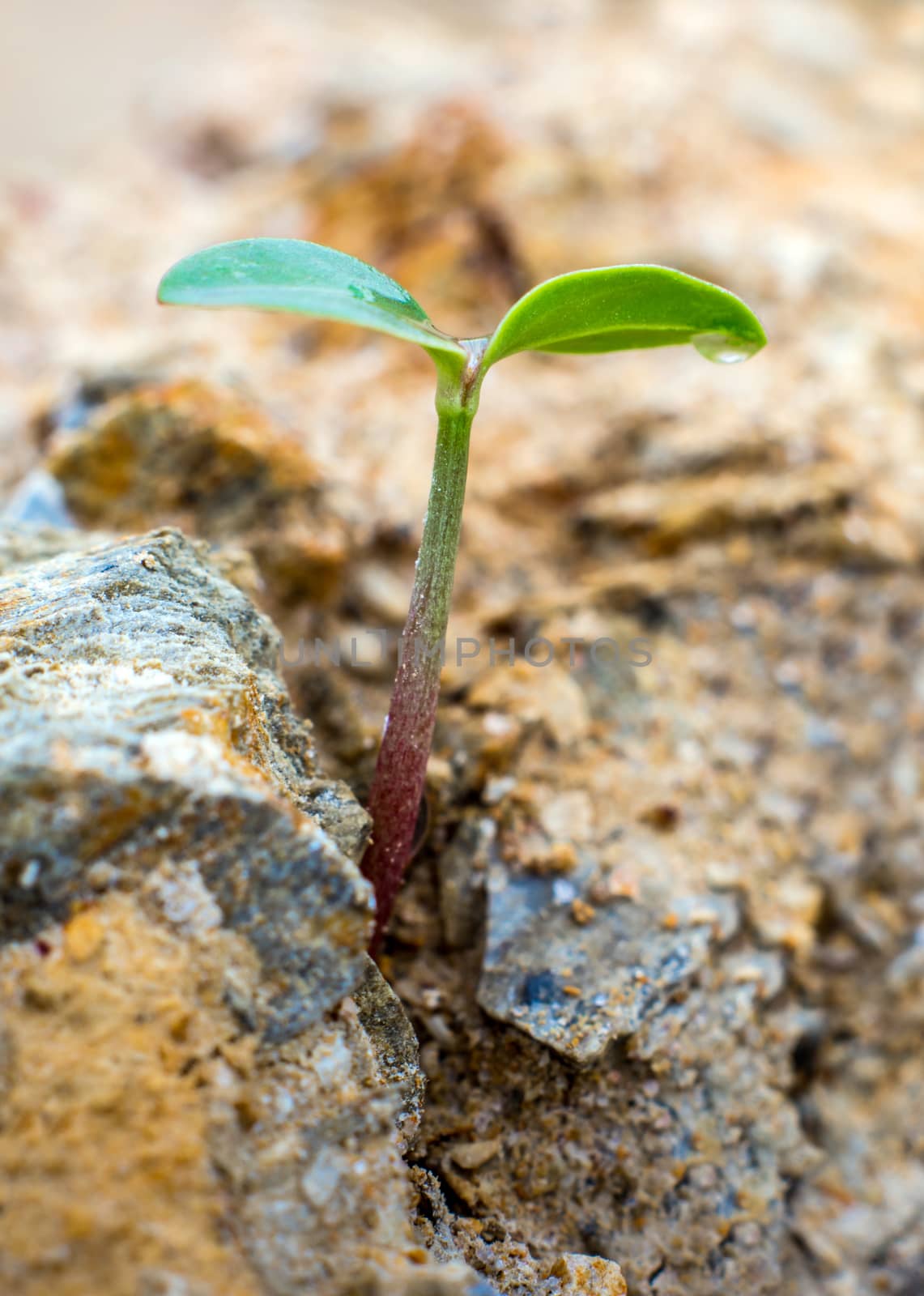 Young seeding sprout up rocky mountain soil by Satakorn