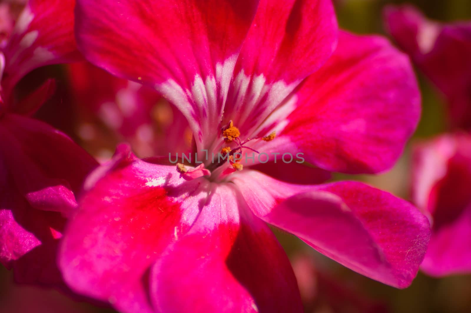 flowers by bertrand