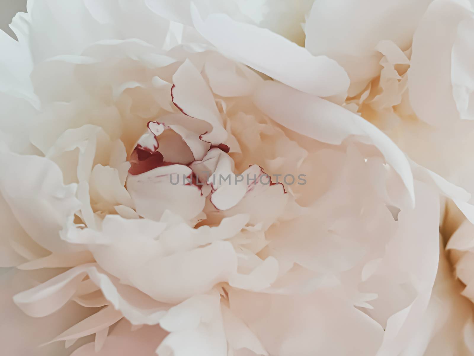 Beige peony flower as abstract floral background for holiday branding design