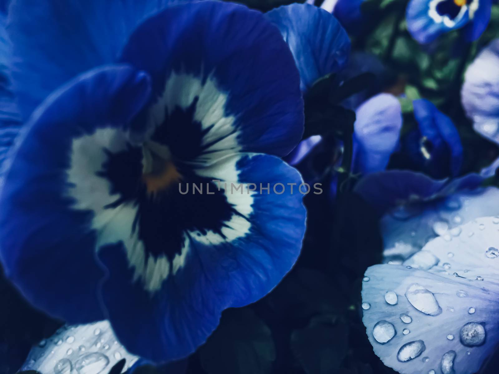 Blue flower on dark background, floral and nature by Anneleven