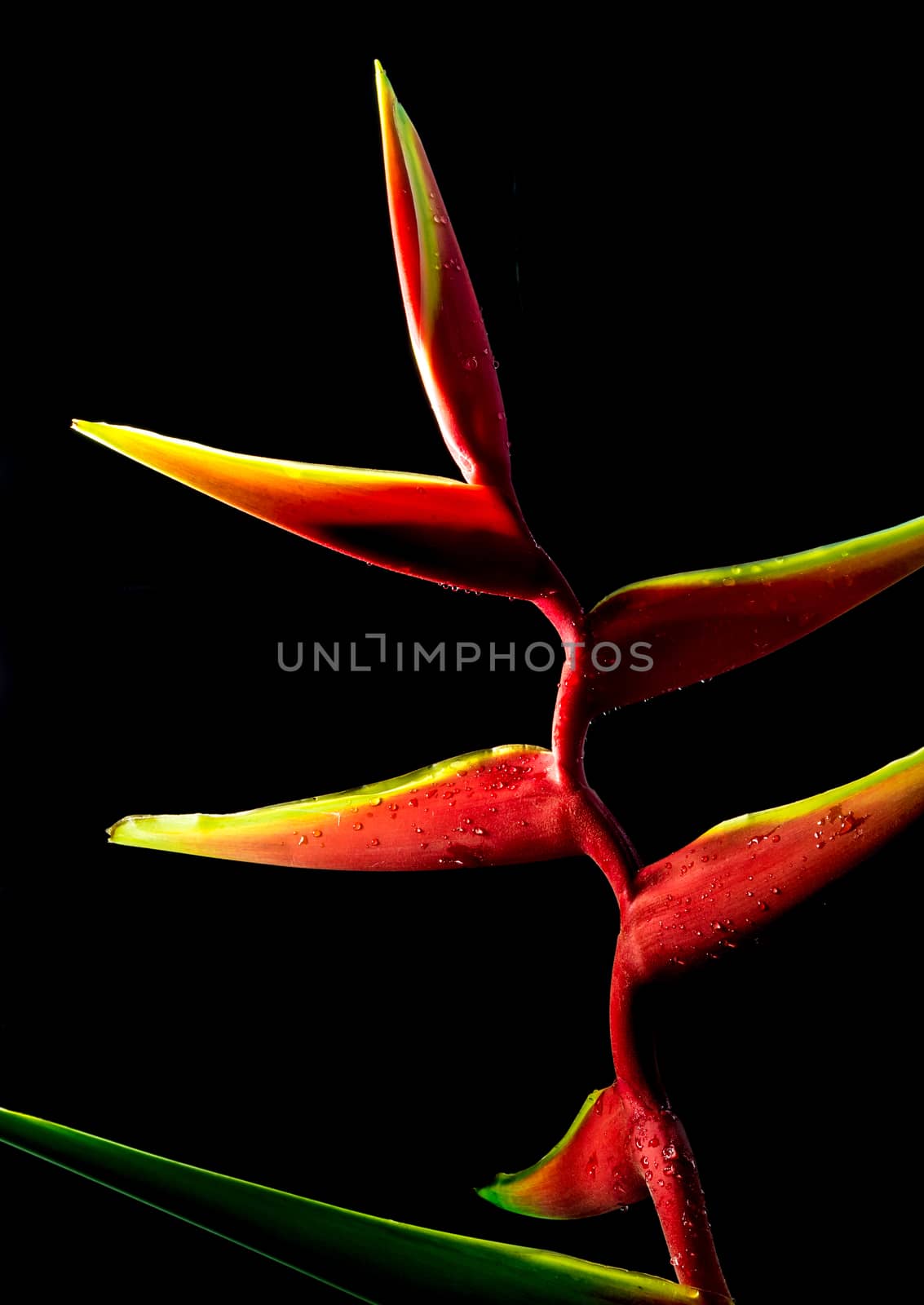 Hanging lobster claws flower in black background