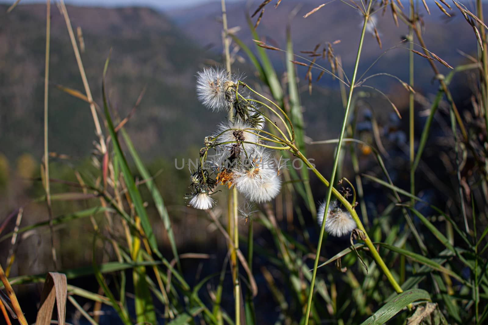 Dry grass close-up. Hiking in the mountains. by AnatoliiFoto