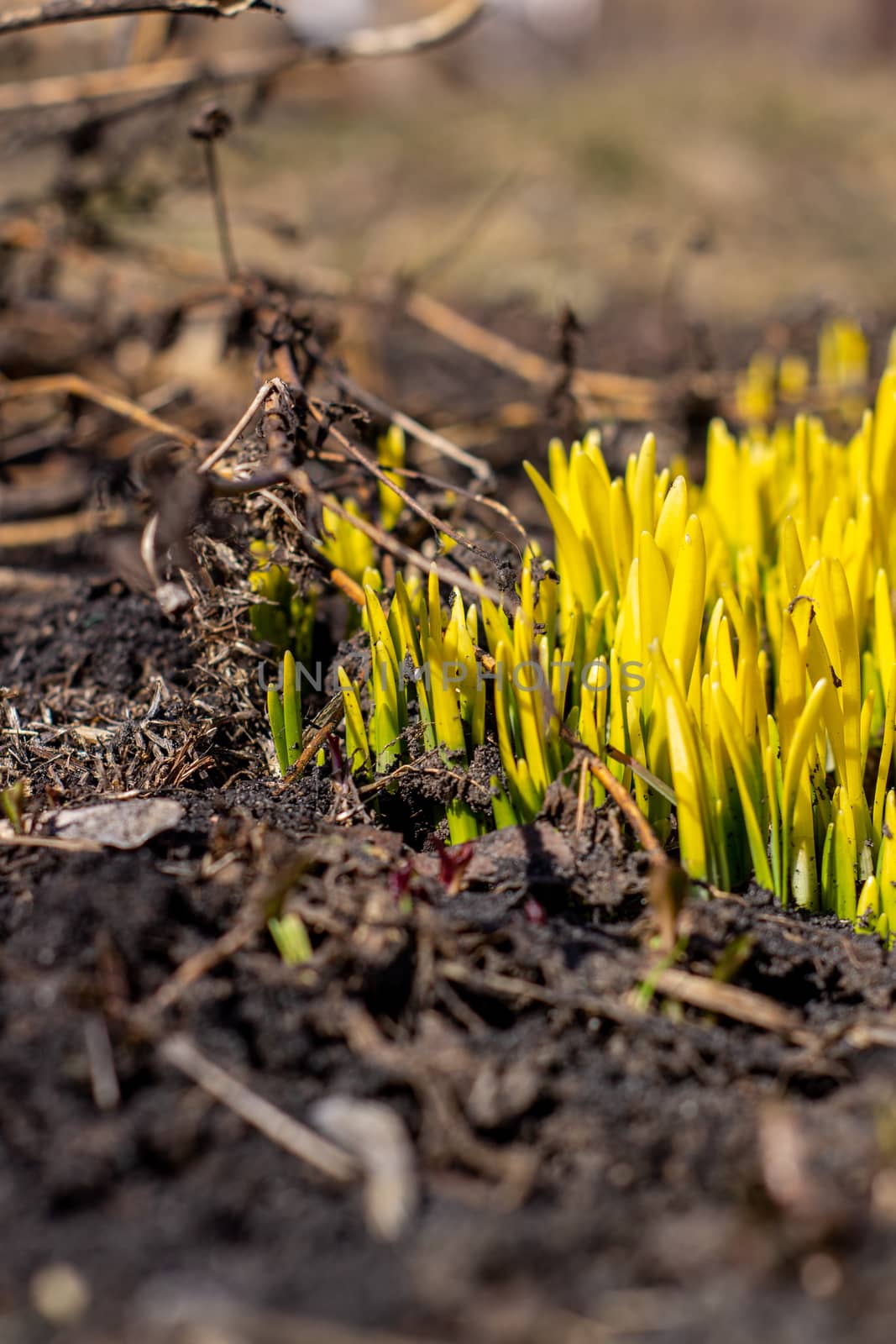 The green shoots of Daffodils in the spring. Daffodils sprout through the ground in spring.