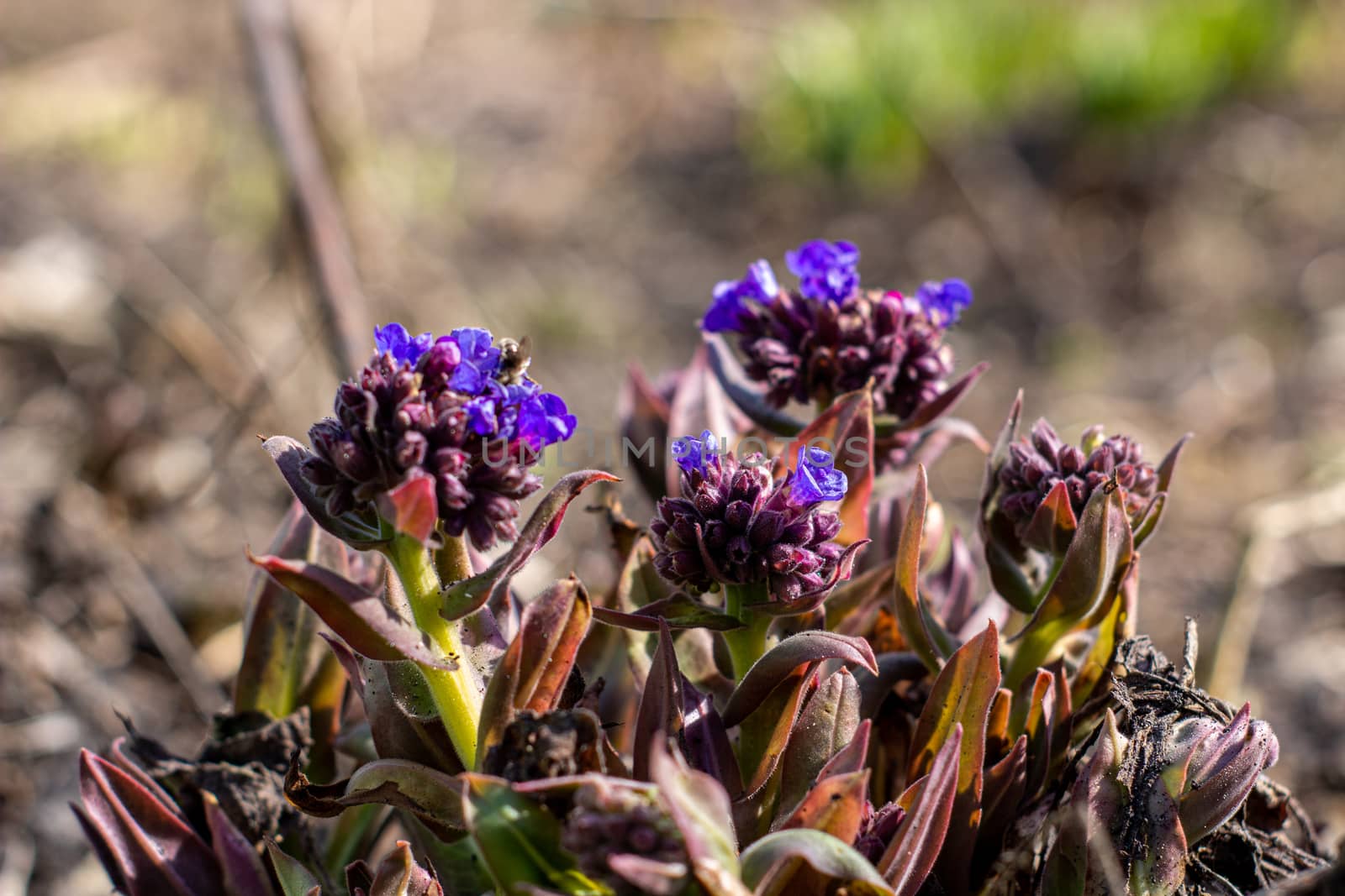 Flower Medunitsa in early spring. Purple flowers close-up
