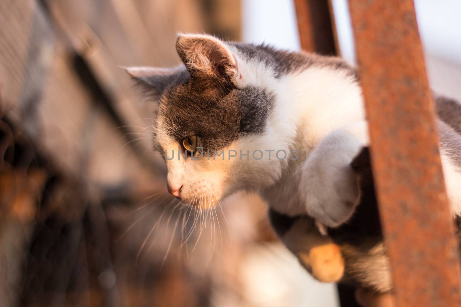 Spotted kitten on the stairs in the fence by AnatoliiFoto