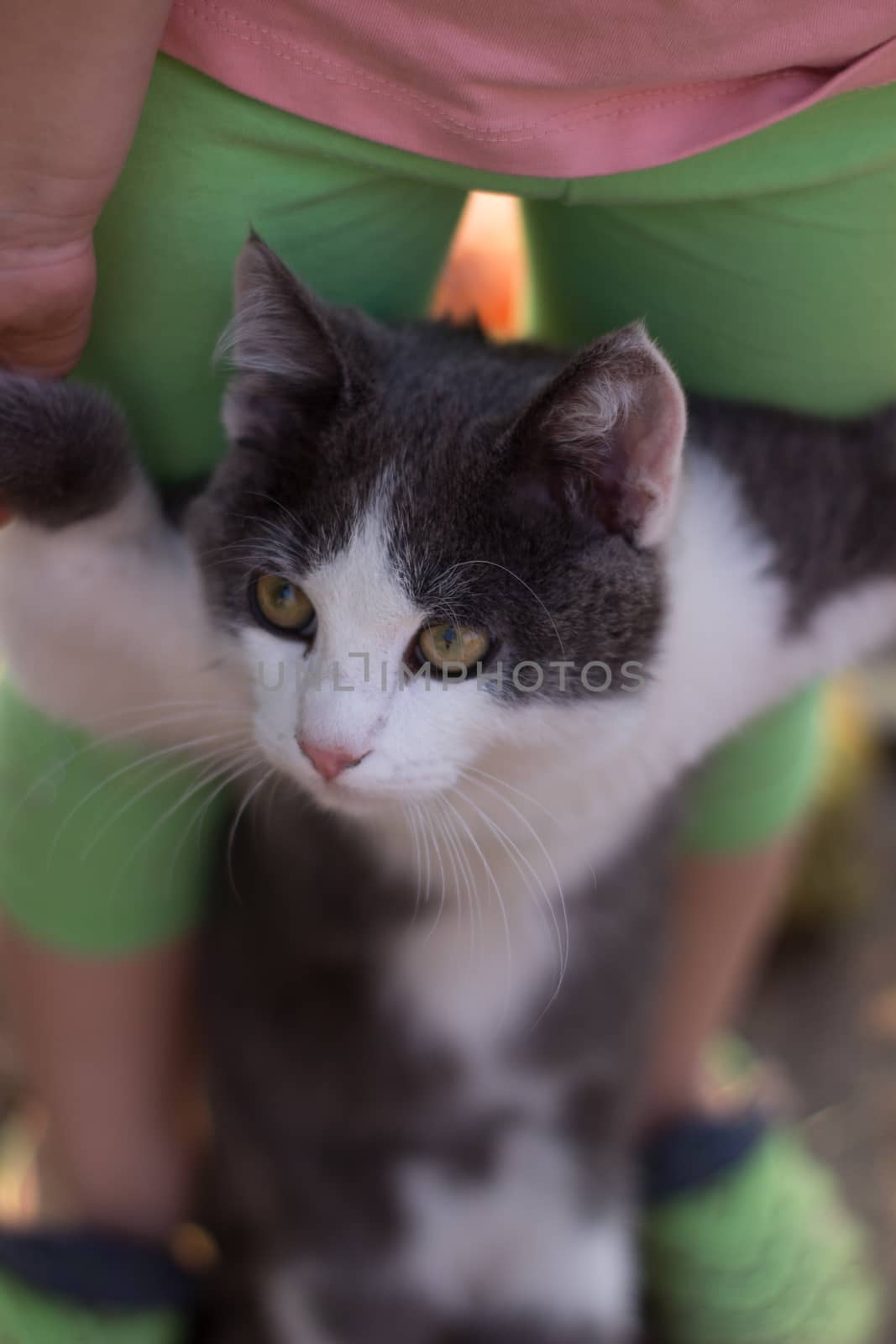 Spotted kitten in the hands of girls.