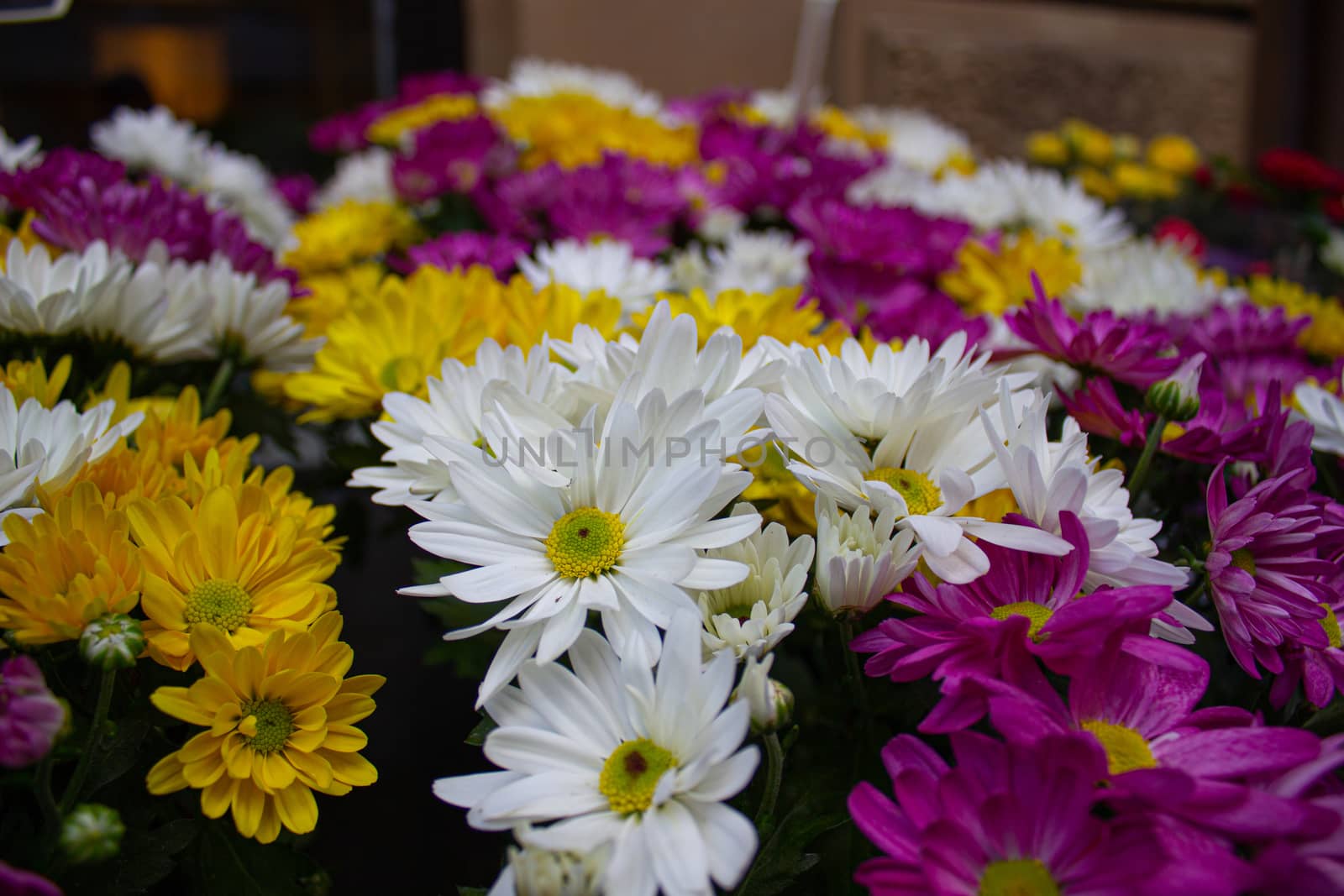 Plastic flowers for sale at the weekly outdoor market. by AnatoliiFoto
