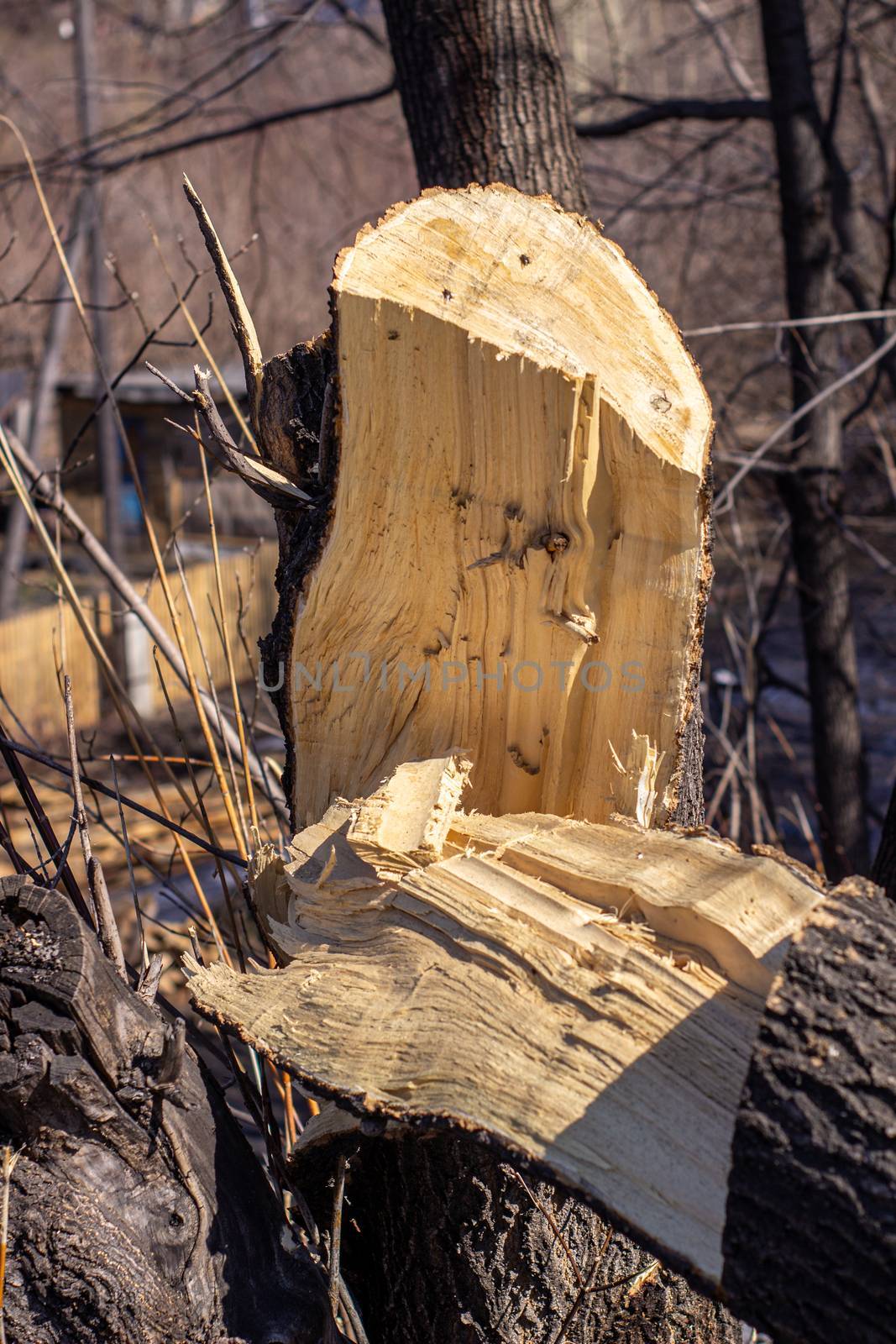 Broken tree close-up. Cut down a tree. close up of wood slivers after cutting by AnatoliiFoto