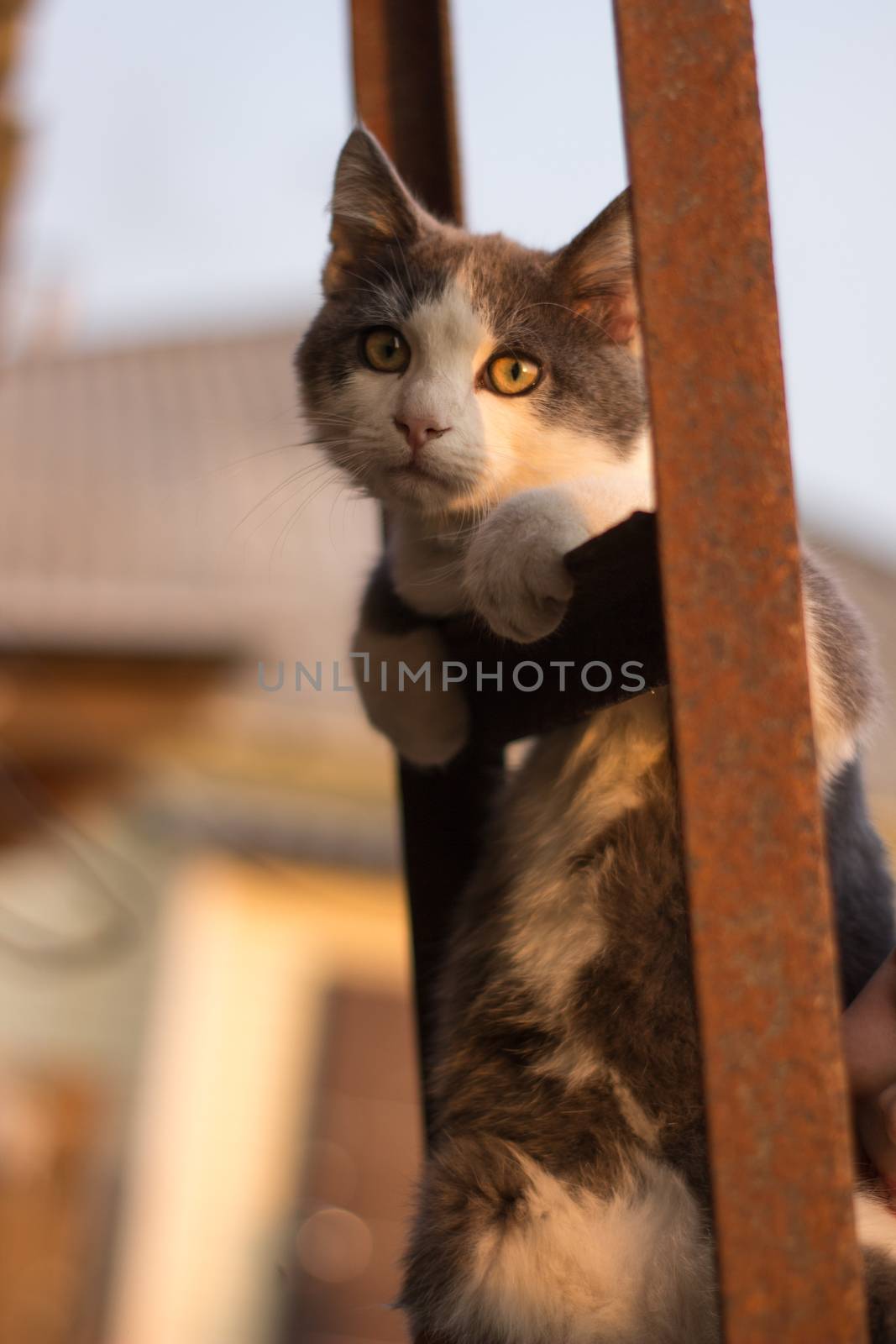 F1 Savannah kitten on the stairs