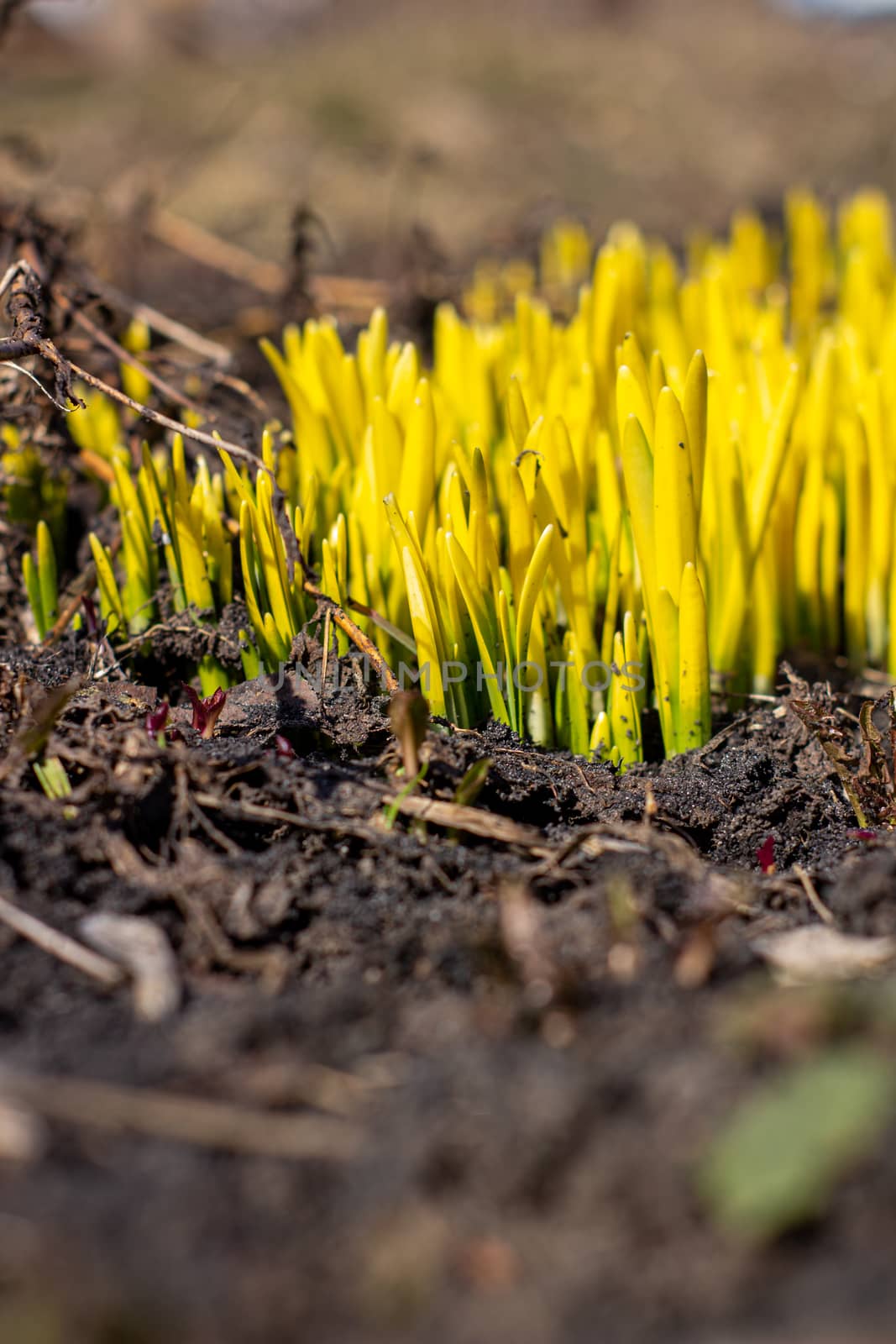 The green shoots of Daffodils in the spring. Daffodils sprout through the ground in spring.