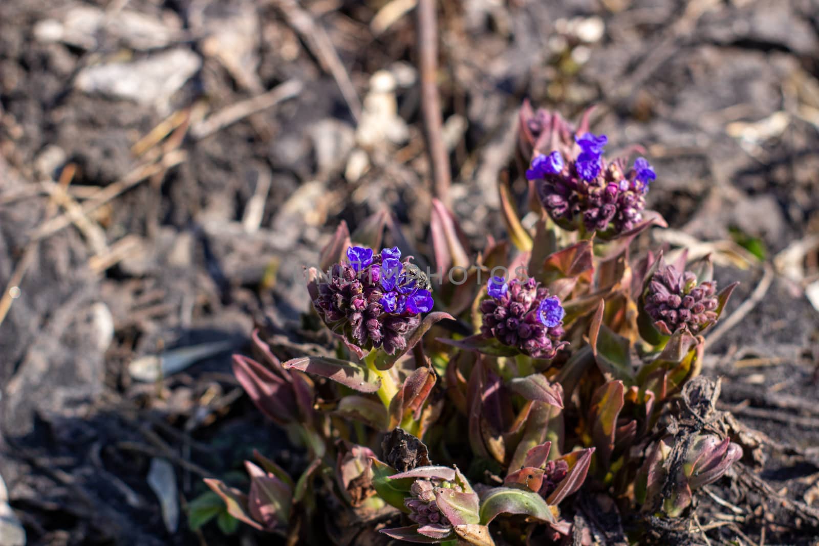 Flower Medunitsa in early spring. Purple flowers close-up