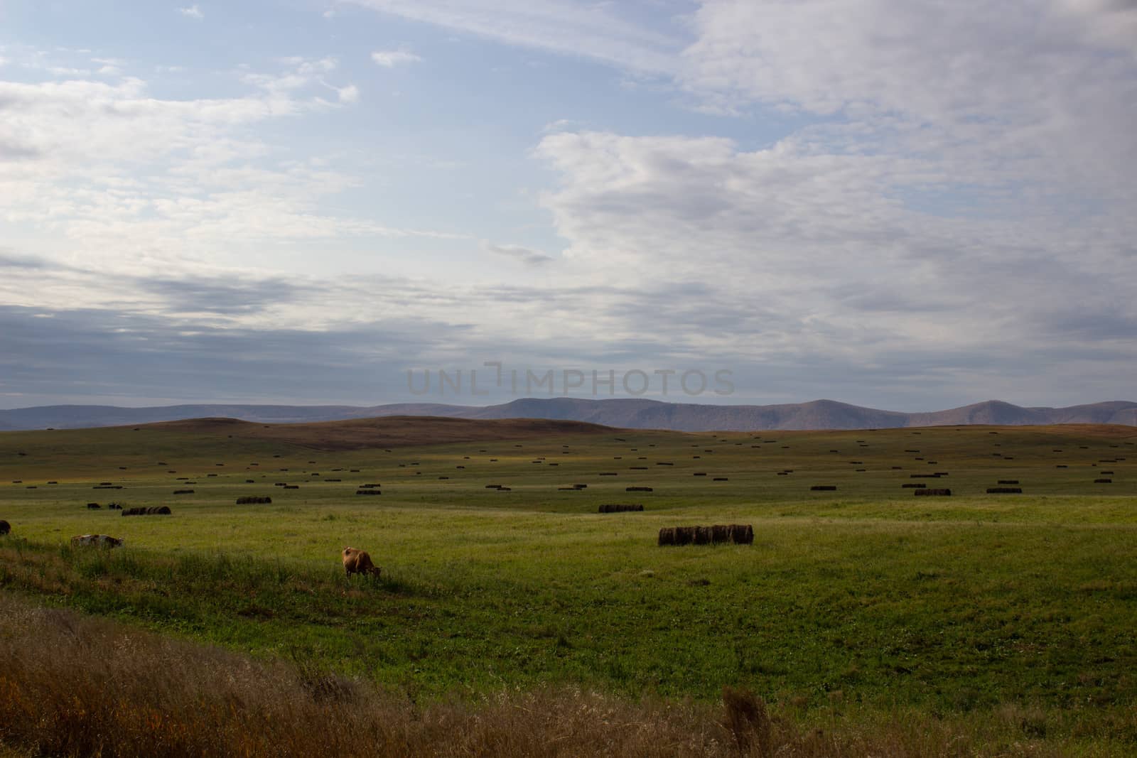 A spacious green field where cows graze.
