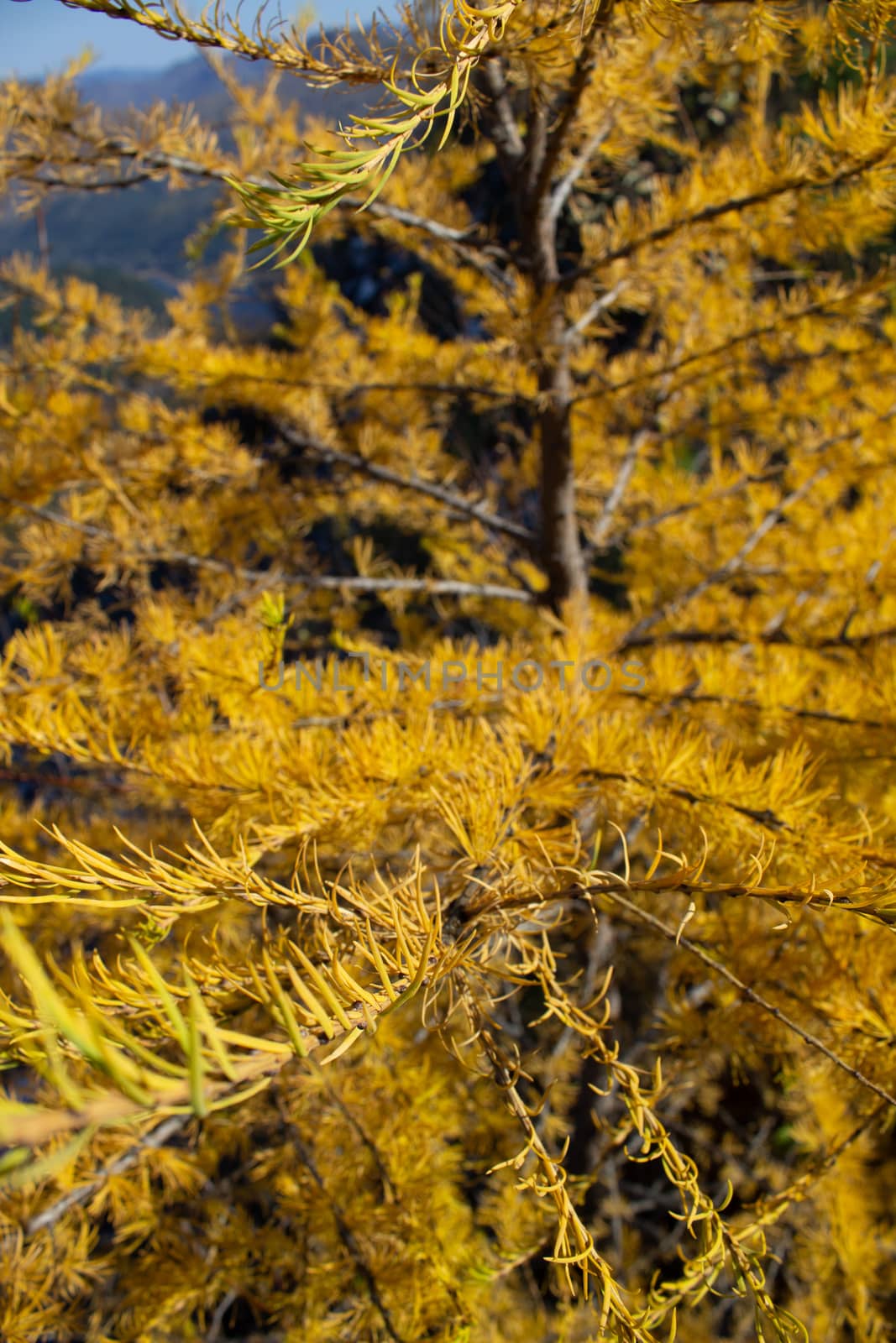 Yellow coniferous tree in the mountains. Hiking in the mountains by AnatoliiFoto