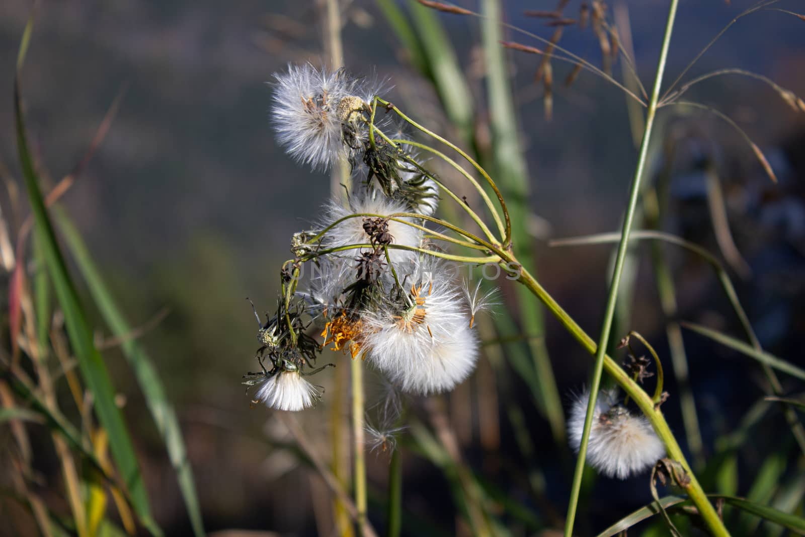 Dry grass close-up. Hiking in the mountains. by AnatoliiFoto