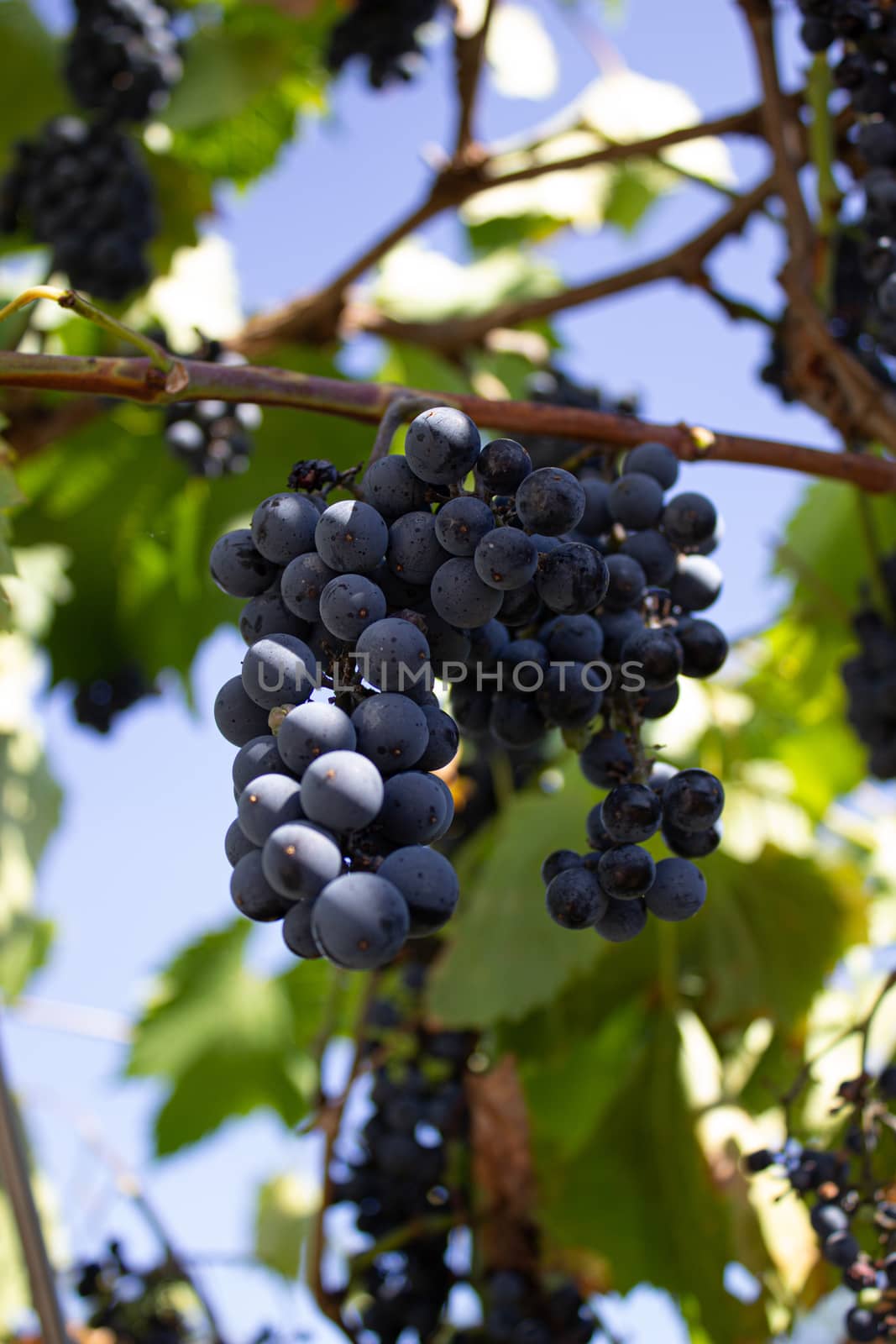 Clusters of red grapes on a vine. The harvest of the grapes. Viniculture.