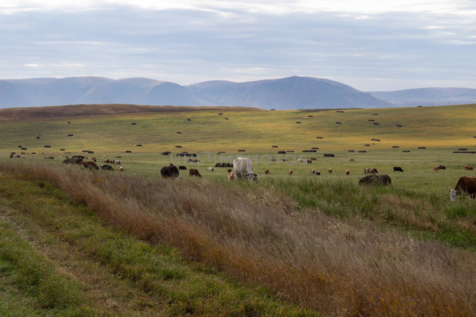 A spacious green field where cows graze.