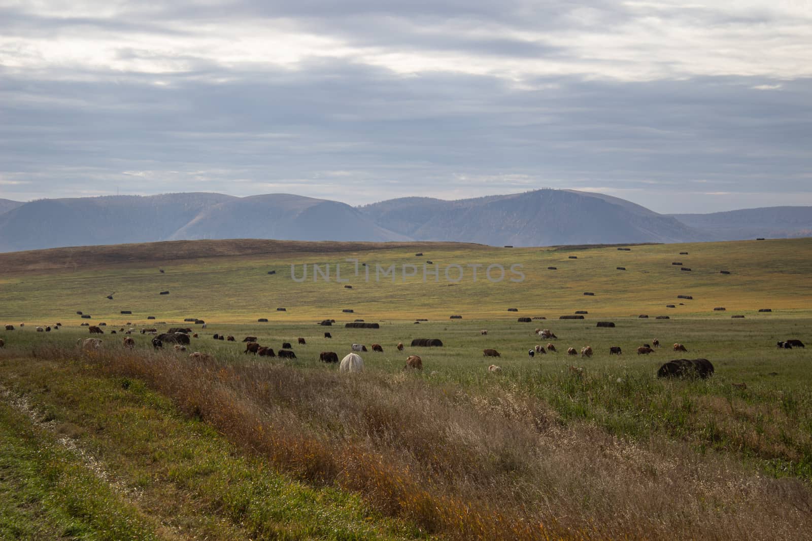 A spacious green field where cows graze.