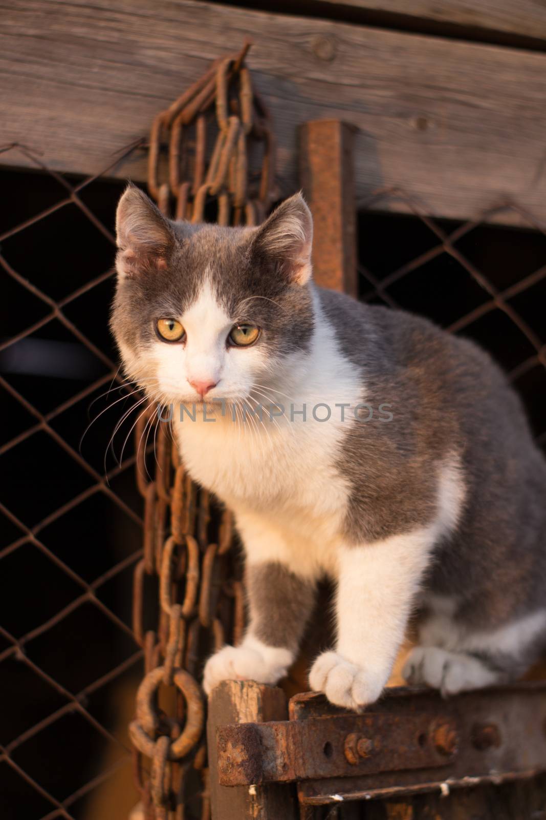 Spotted kitten on the stairs in the fence by AnatoliiFoto