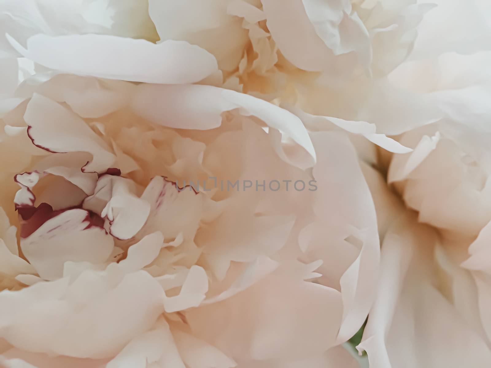 Beige peony flower as abstract floral background for holiday branding design