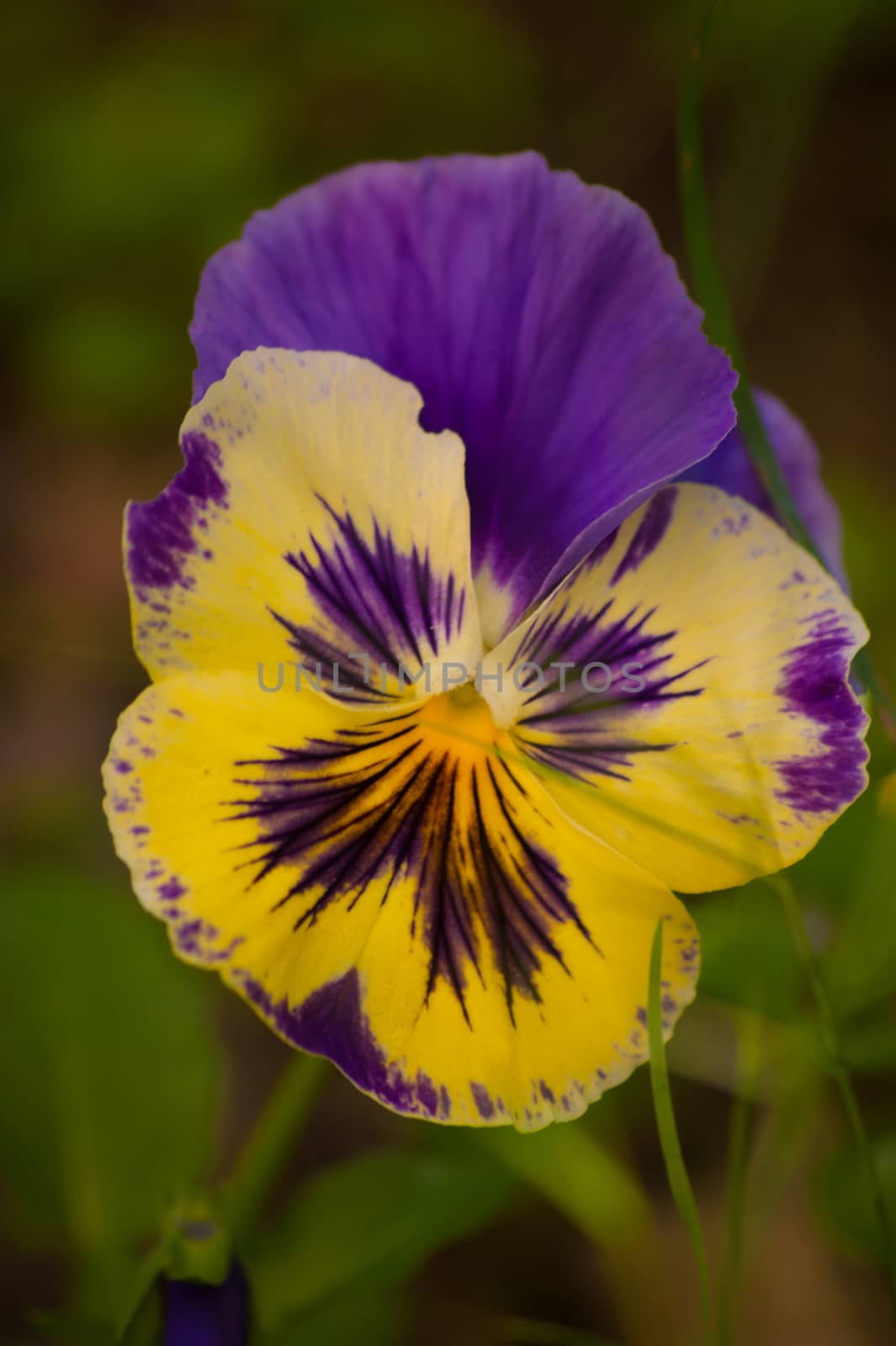 flowers by bertrand