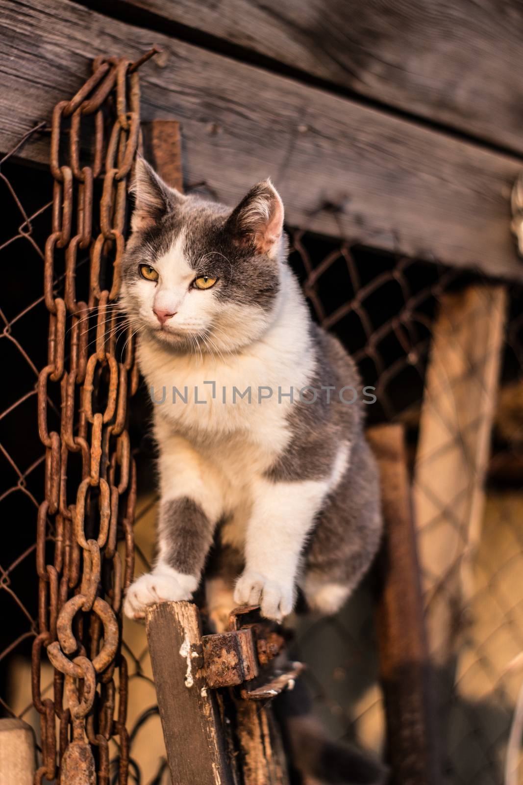 Spotted kitten on the stairs in the fence by AnatoliiFoto