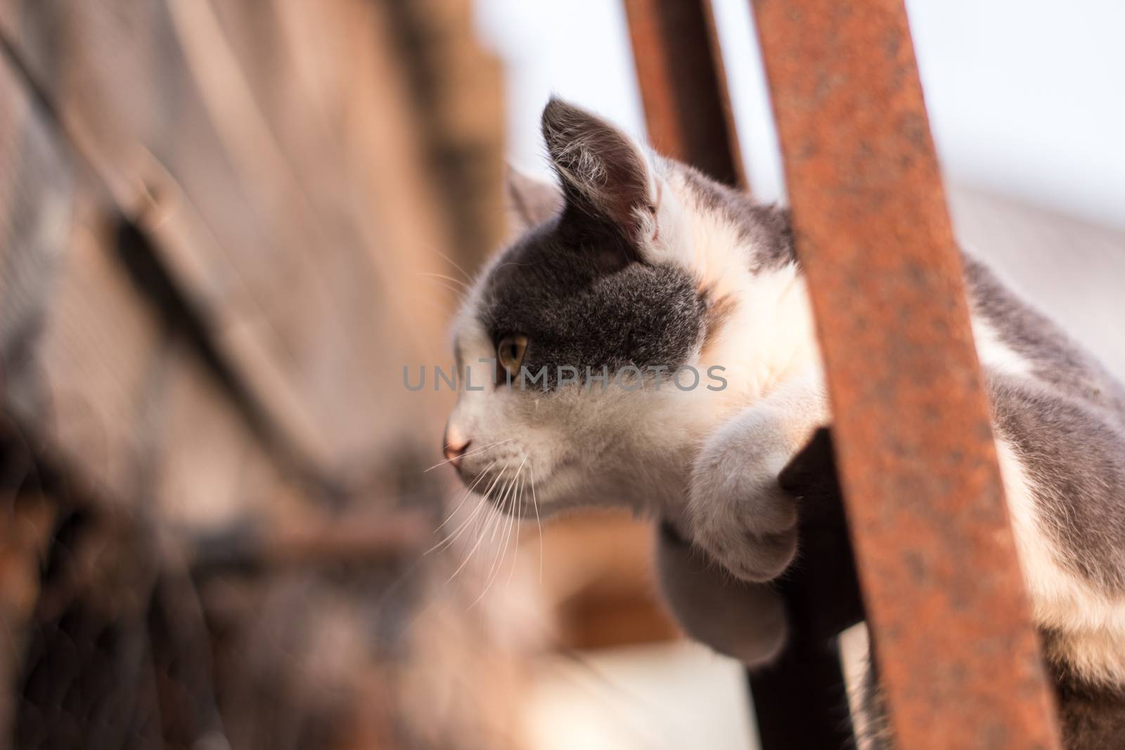 Spotted kitten on the stairs in the fence by AnatoliiFoto