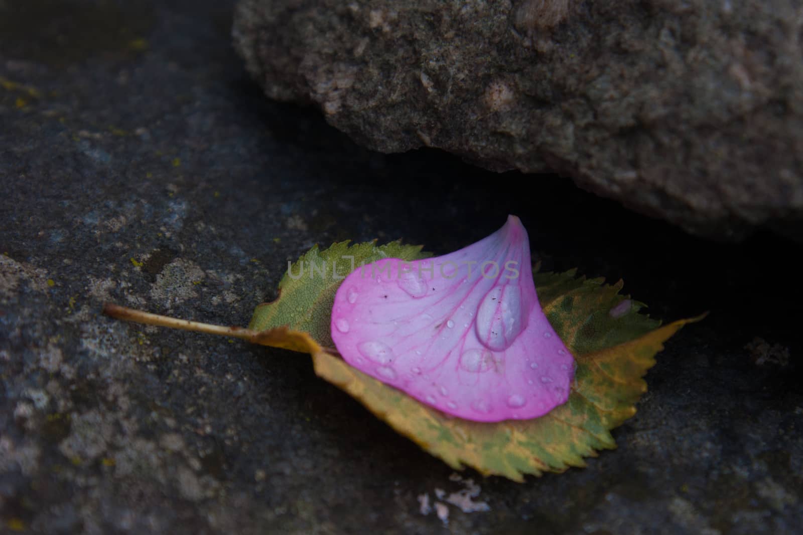 flowers by bertrand