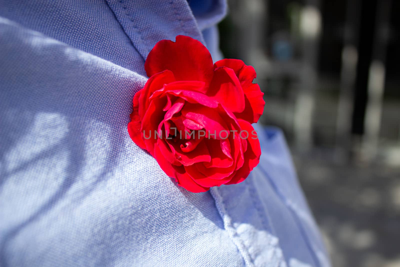 Red rose on background of blue denim shirt. still life with rose flower. by AnatoliiFoto