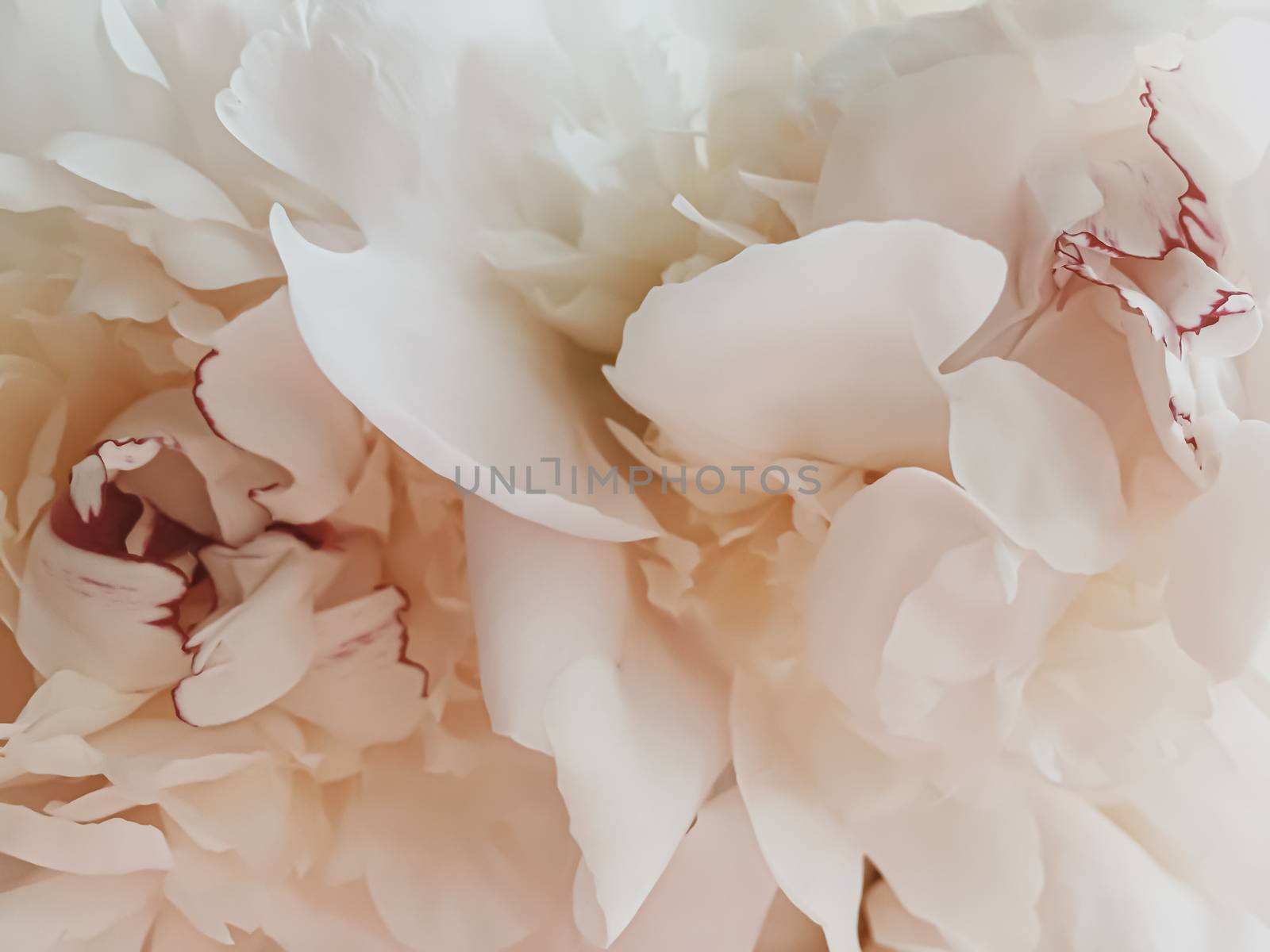 Beige peony flower as abstract floral background for holiday branding by Anneleven