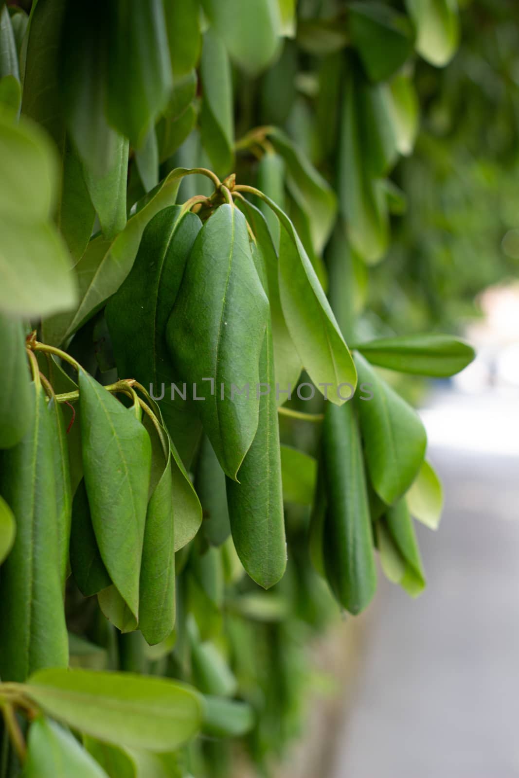 Green hedge or Green Leaves Wall on isolated,Objects with Clipping Paths