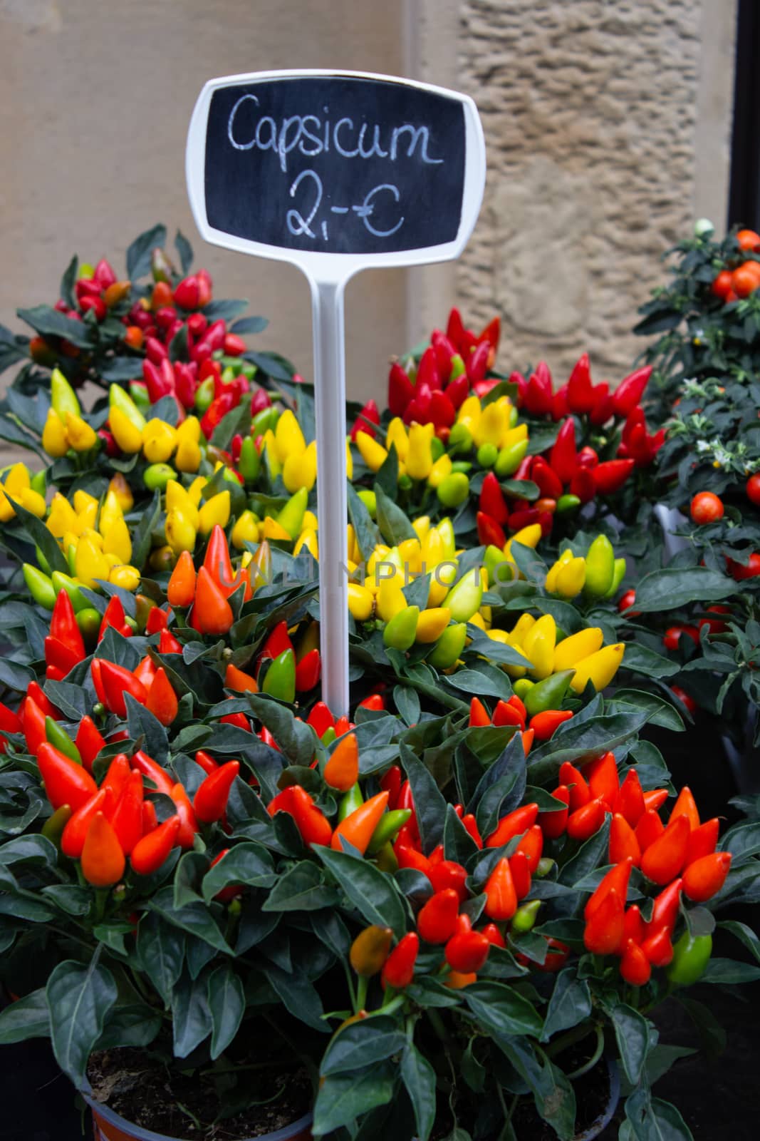 Plastic flowers for sale at the weekly outdoor market. by AnatoliiFoto