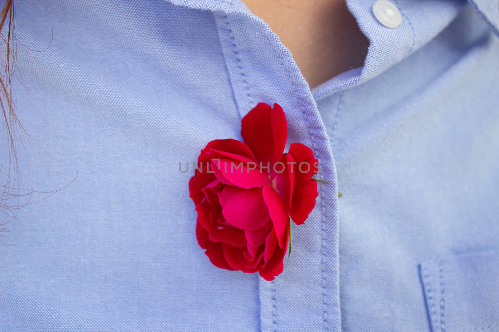 Red rose on background of blue denim shirt. still life with rose flower. by AnatoliiFoto