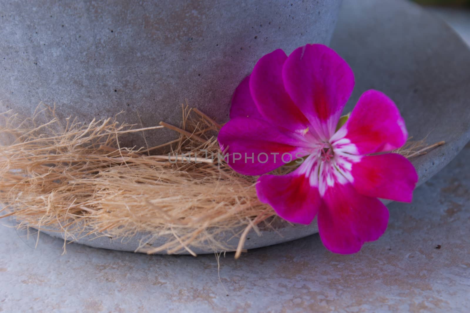 flowers by bertrand