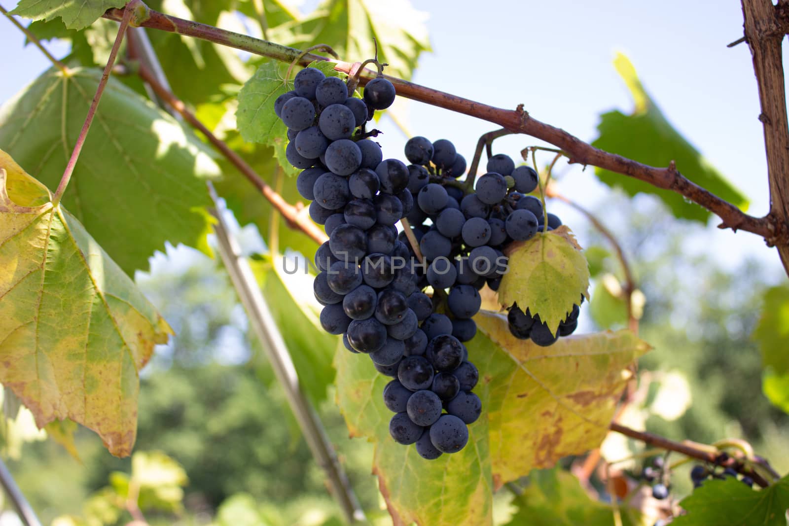 Clusters of red grapes on a vine. The harvest of the grapes. Viniculture.