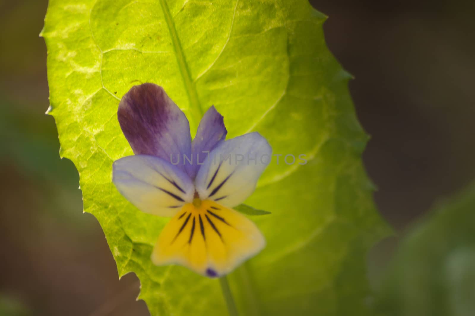 flowers by bertrand