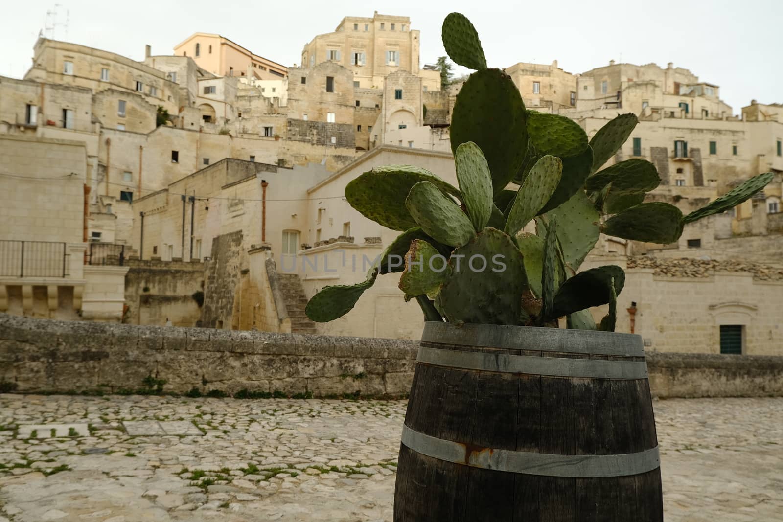 Prickly pear plant grown inside a wooden barrel. Panorama of the city of Matera.