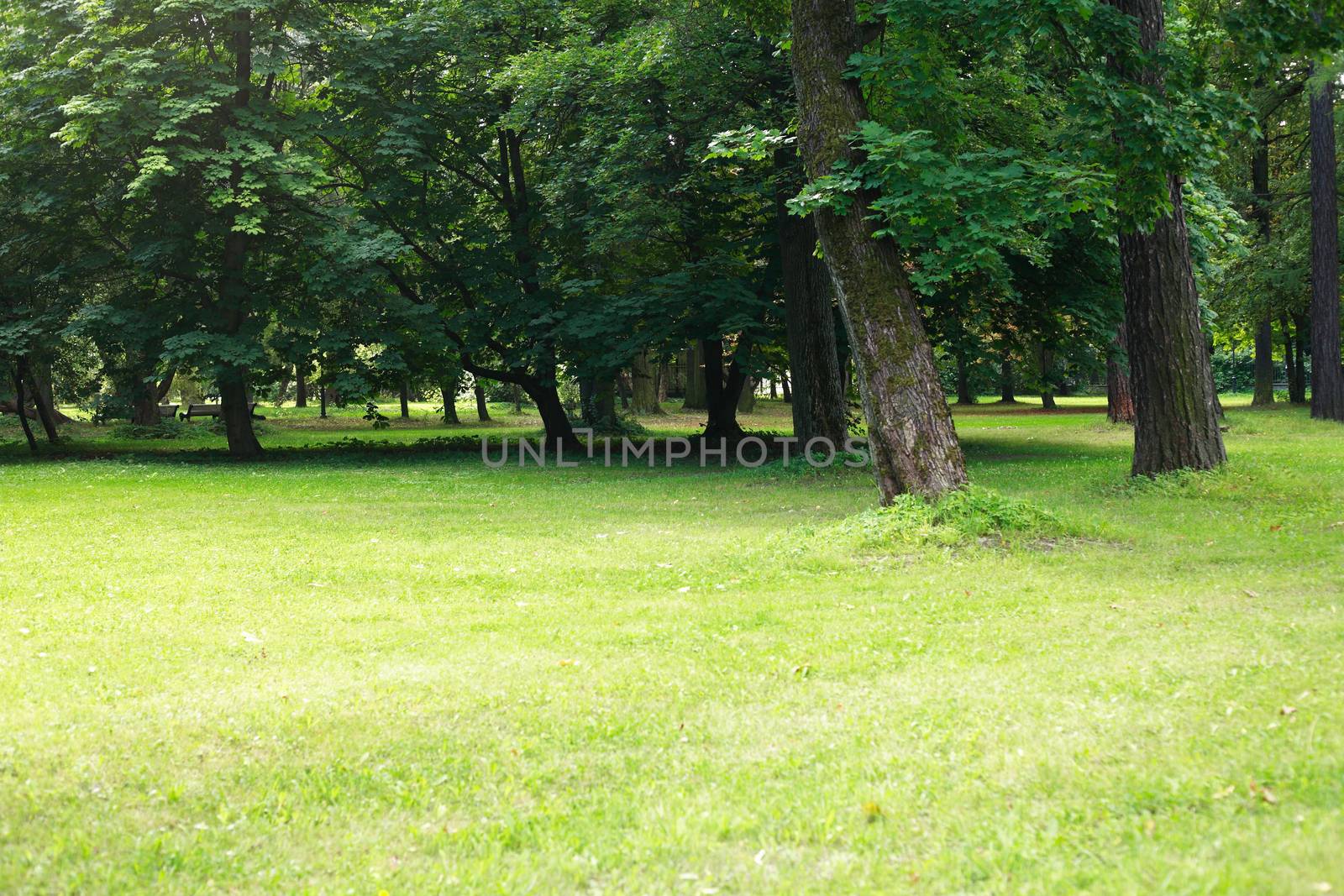 Nice summer park background with green grass and old trees