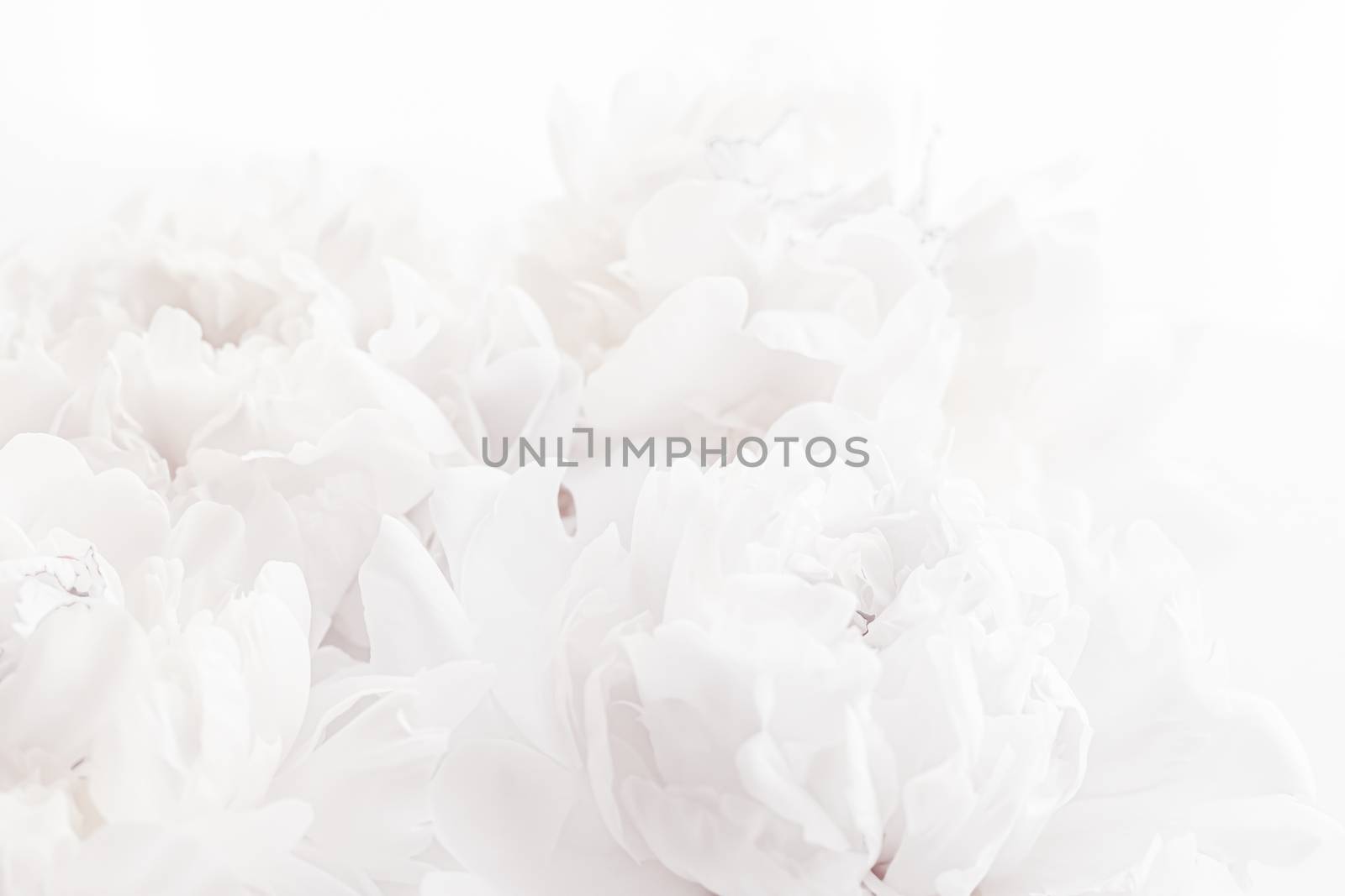 Pure white peony flowers as floral art background, wedding decor and luxury branding by Anneleven