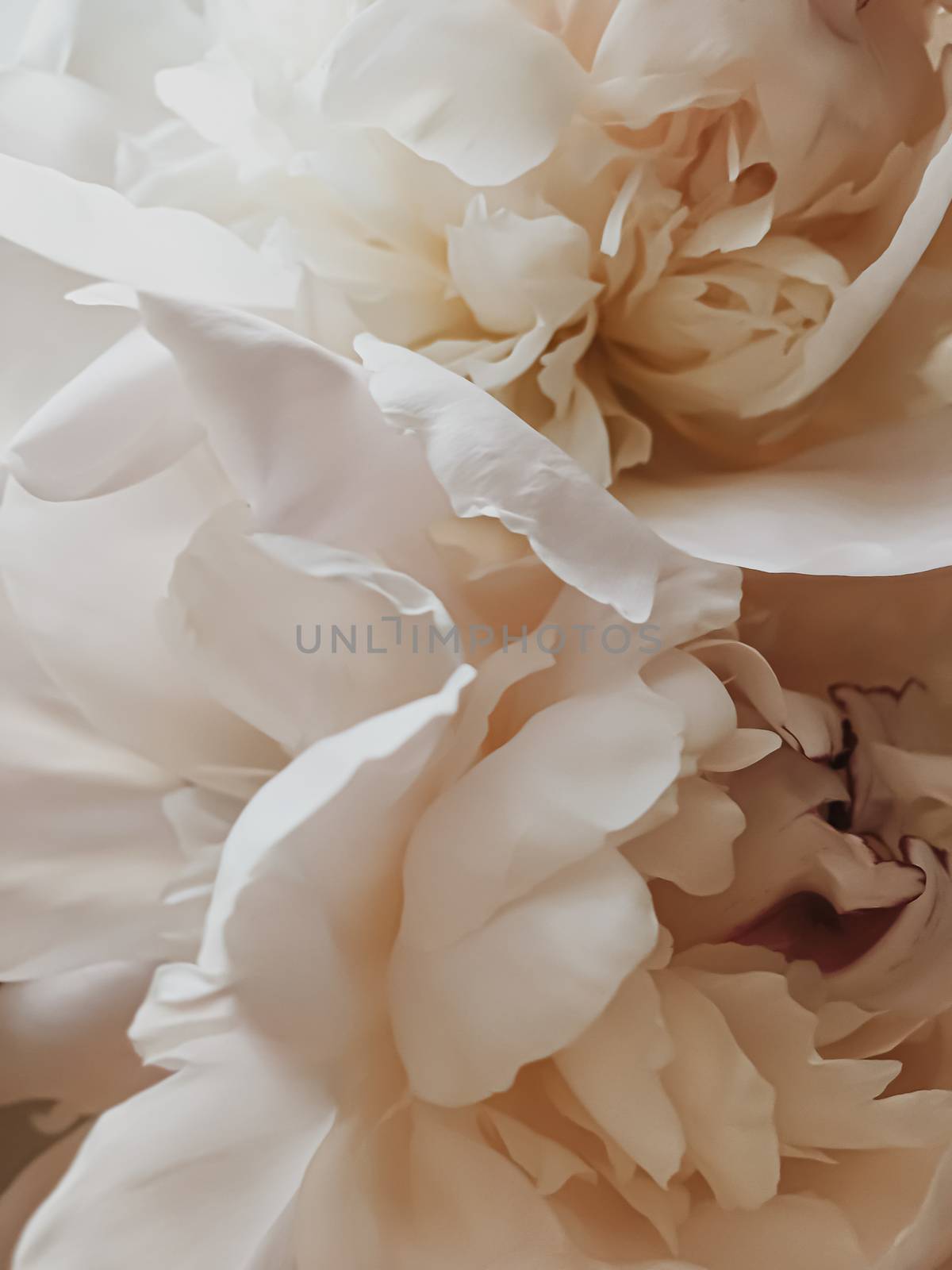 Beige peony flower as abstract floral background for holiday branding by Anneleven