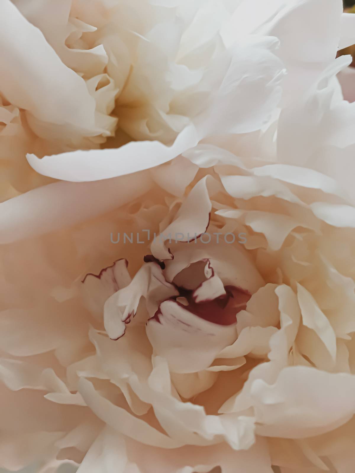 Beige peony flower as abstract floral background for holiday branding by Anneleven