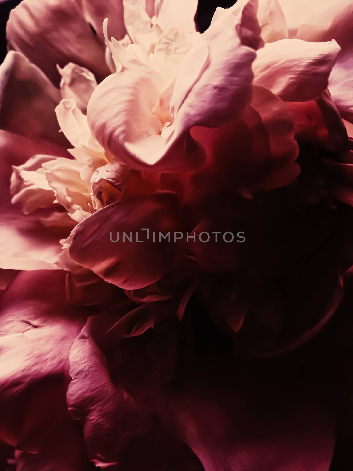 Red peony flower as abstract floral background for holiday branding by Anneleven