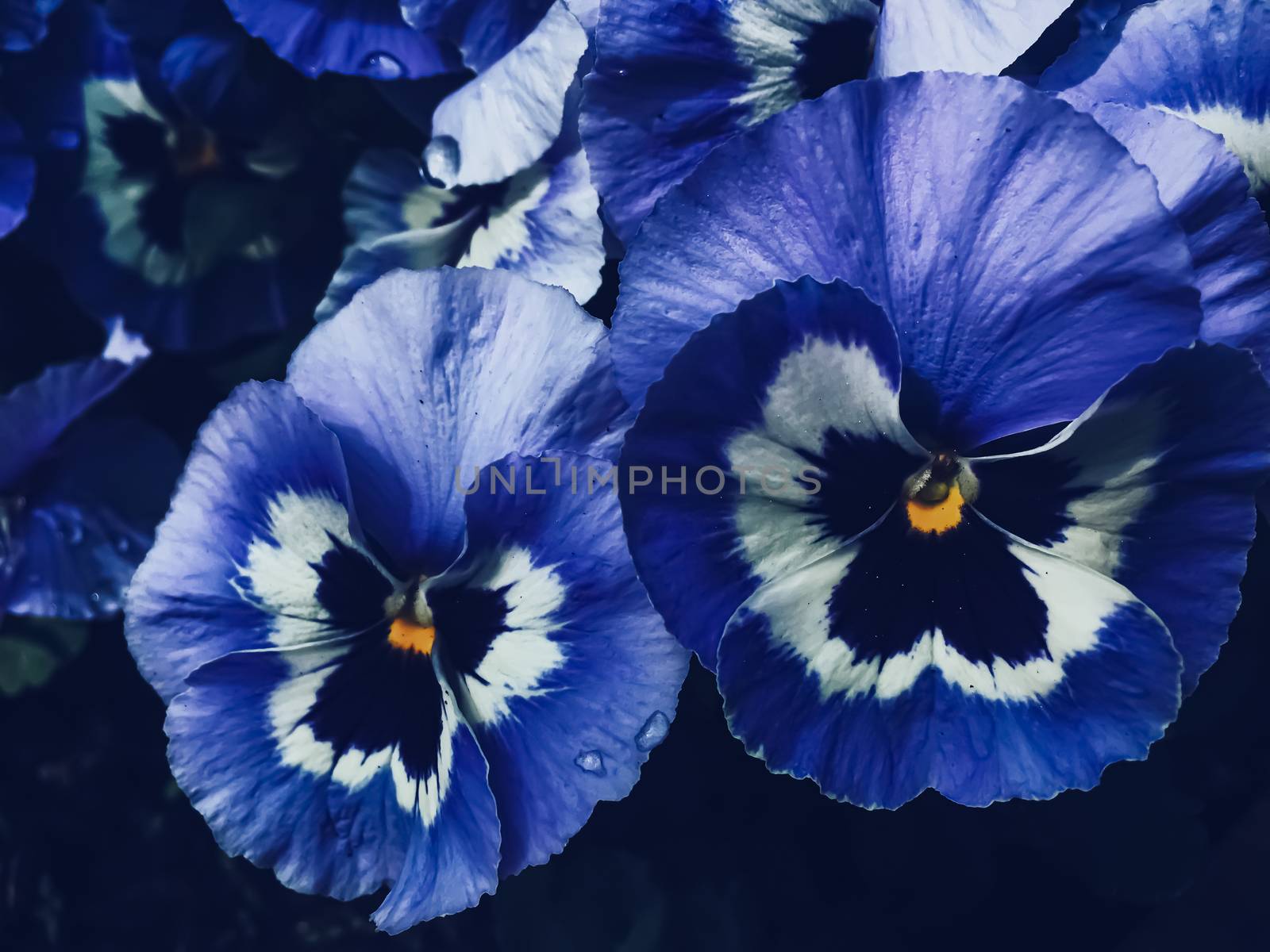 Blue flower on dark background, floral and nature concept