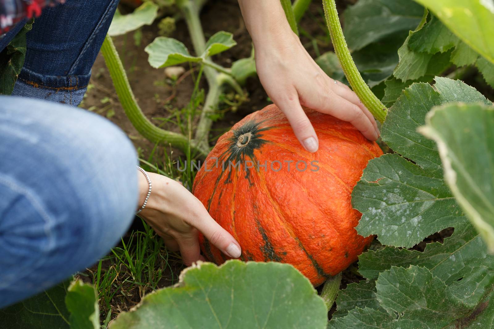 Woman's hands holding a ripe pumpkin. Horticulture, harvest, local farmer concept